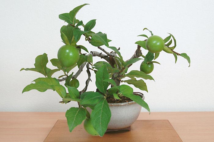 ミニ盆栽・ロウヤガキV（ろうやがき・老爺柿）実もの盆栽を右側から見た景色・Diospyros rhombifolia bonsai