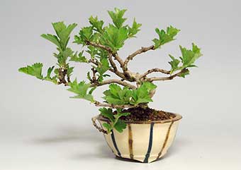 サンザシ-A（さんざし・山査子）盆栽の樹作りの参考樹形・Crataegus cuneata Best bonsai