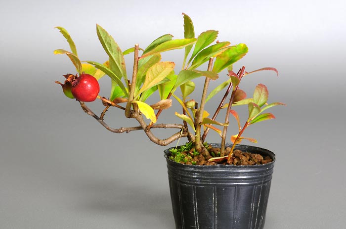 サンザシB（さんざし・山査子）実もの盆栽の販売と育て方・作り方・Crataegus cuneata bonsai