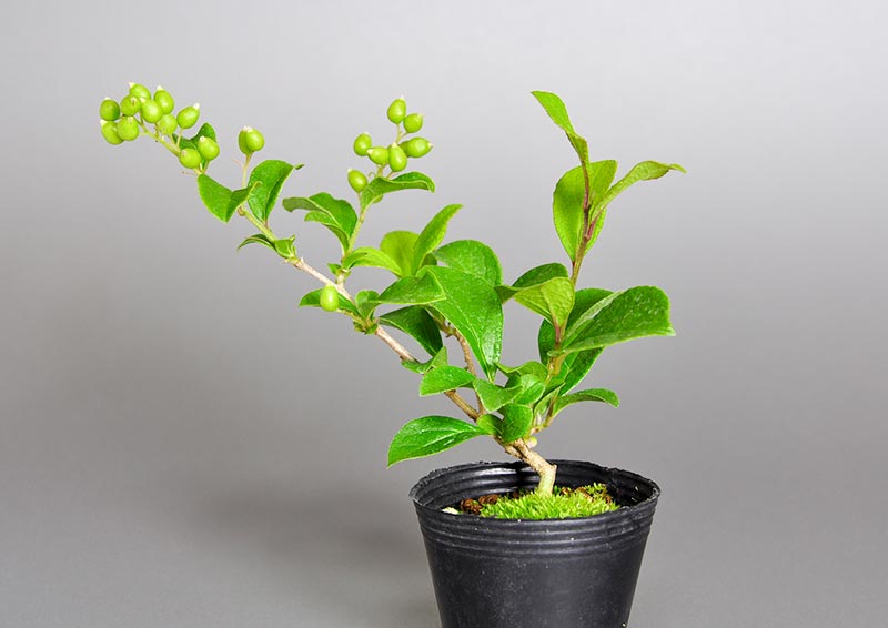 サワフタギF（さわふたぎ・沢蓋木）実もの盆栽の販売と育て方・作り方・Symplocos sawafutagi bonsai