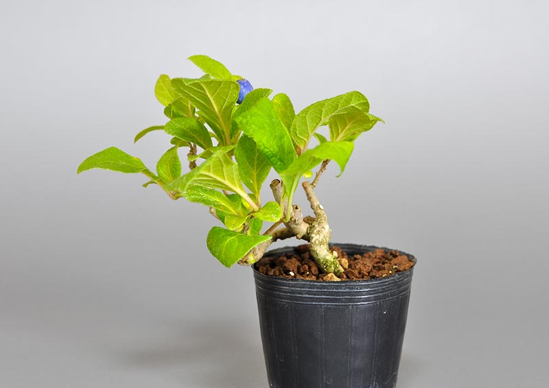 サワフタギ-G1（さわふたぎ・沢蓋木）実もの盆栽の販売と育て方・作り方・Symplocos sawafutagi bonsai