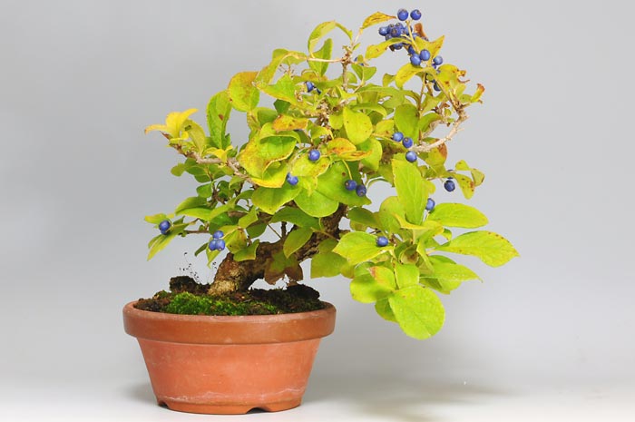 サワフタギ-I（さわふたぎ・沢蓋木）実もの盆栽の販売と育て方・作り方・Symplocos sawafutagi bonsai