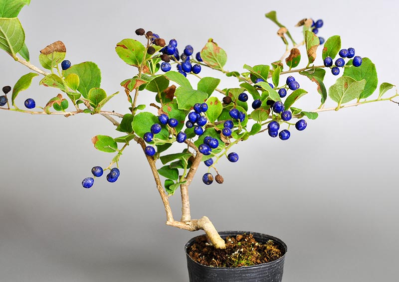 サワフタギ-J（さわふたぎ・沢蓋木）実もの盆栽の販売と育て方・作り方・Symplocos sawafutagi bonsai