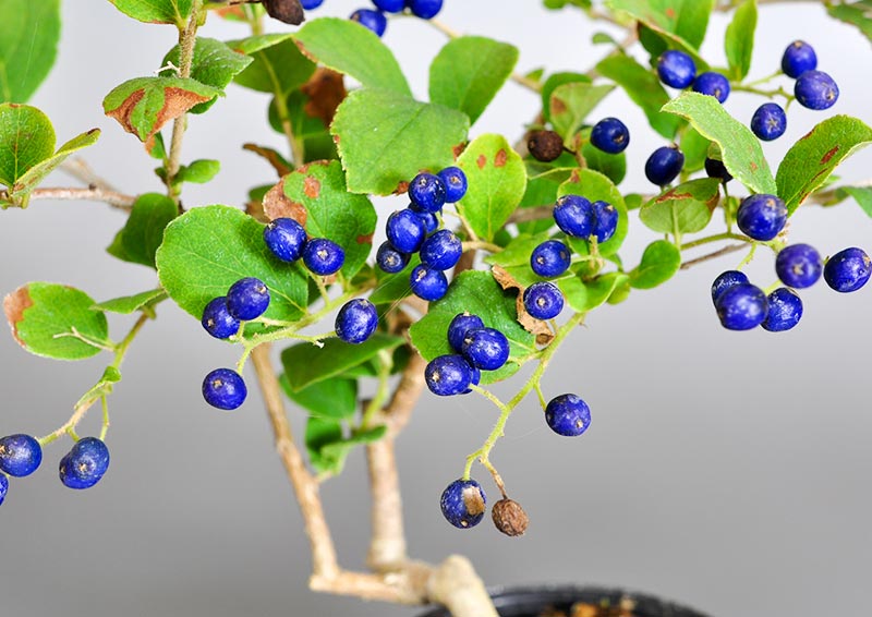 サワフタギ-J（さわふたぎ・沢蓋木）実もの盆栽を拡大して見た景色・Symplocos sawafutagi bonsai