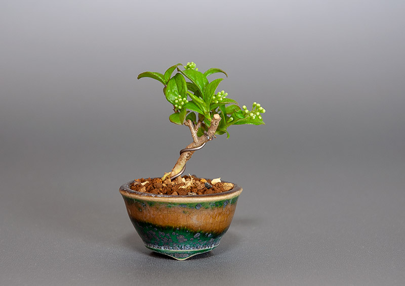 サワフタギ-M1（さわふたぎ・沢蓋木）実もの盆栽の販売と育て方・作り方・Symplocos sawafutagi bonsai