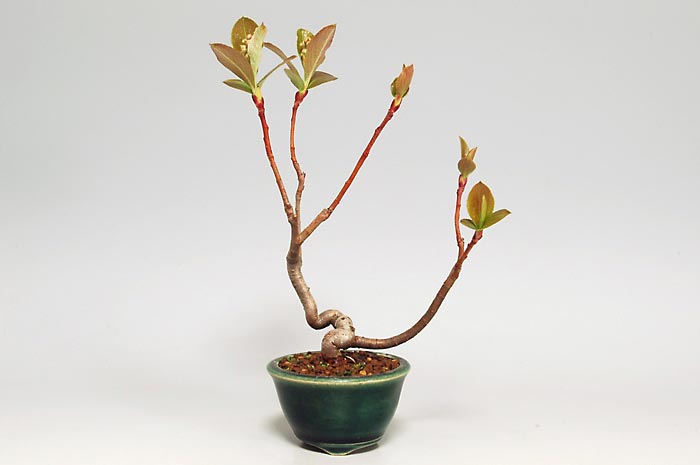 セイヨウカマツカO（せいようかまつか・西洋鎌柄）実もの盆栽の販売と育て方・作り方・Aronia arbutifolia bonsai photo