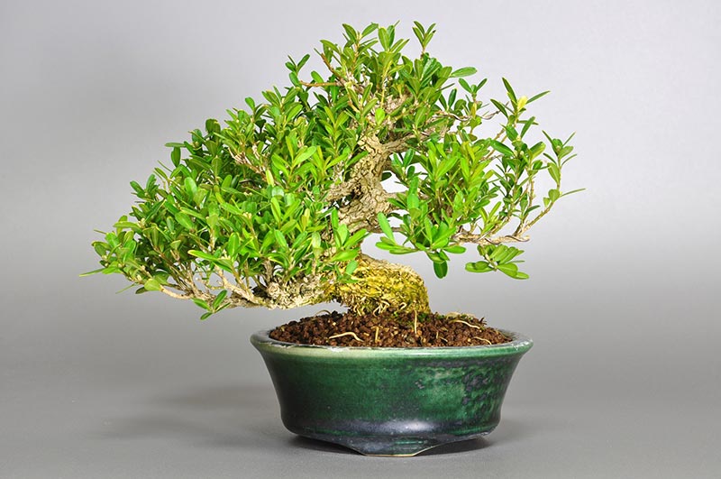 タイワンツゲ-A（たいわんつげ・台湾黄楊・ツゲ・つげ・柘植）実もの盆栽の販売と育て方・作り方・Buxus microphylla var.japonica bonsai