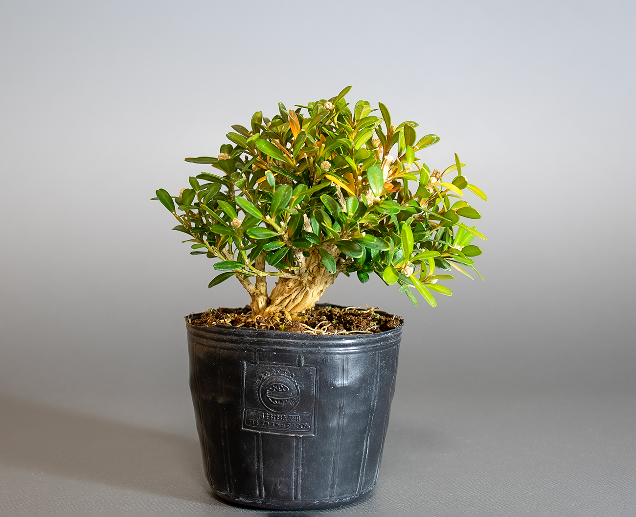 タイワンツゲ-C1（たいわんつげ・台湾黄楊）実もの盆栽の販売と育て方・作り方・Buxus microphylla var.japonica bonsai