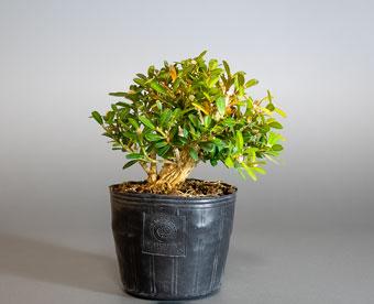 タイワンツゲ-C1（たいわんつげ・台湾黄楊・柘植）盆栽の樹作りの参考樹形・Buxus microphylla var.japonica Best bonsai