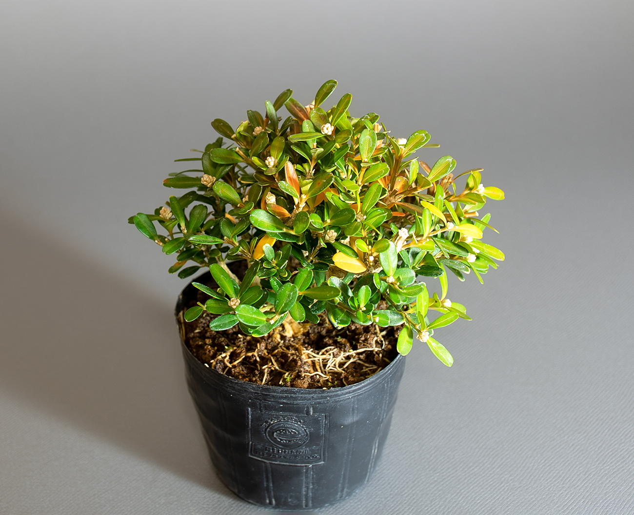 タイワンツゲ-C1（たいわんつげ・台湾黄楊）実もの盆栽の上側から見た景色・Buxus microphylla var.japonica bonsai