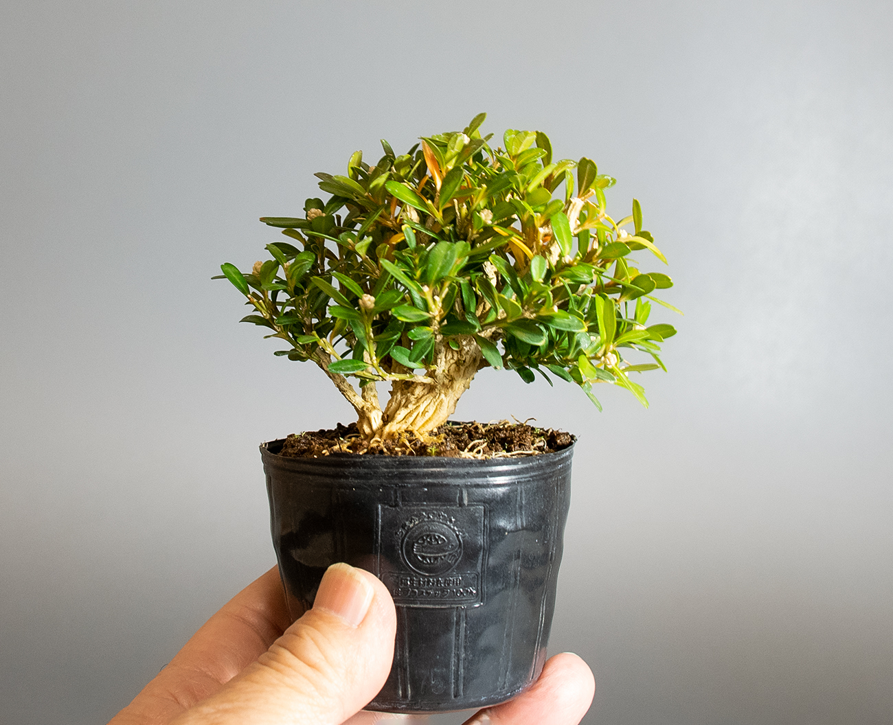 ミニ盆栽・タイワンツゲ-C1（たいわんつげ・台湾黄楊）実もの盆栽の手乗りの景色・Buxus microphylla var.japonica bonsai