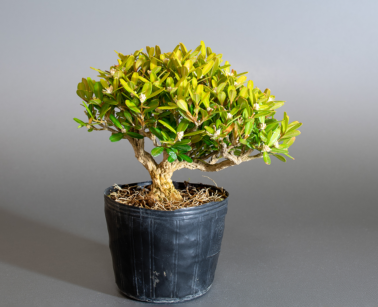 タイワンツゲ-E1（たいわんつげ・台湾黄楊）実もの盆栽の販売と育て方・作り方・Buxus microphylla var.japonica bonsai