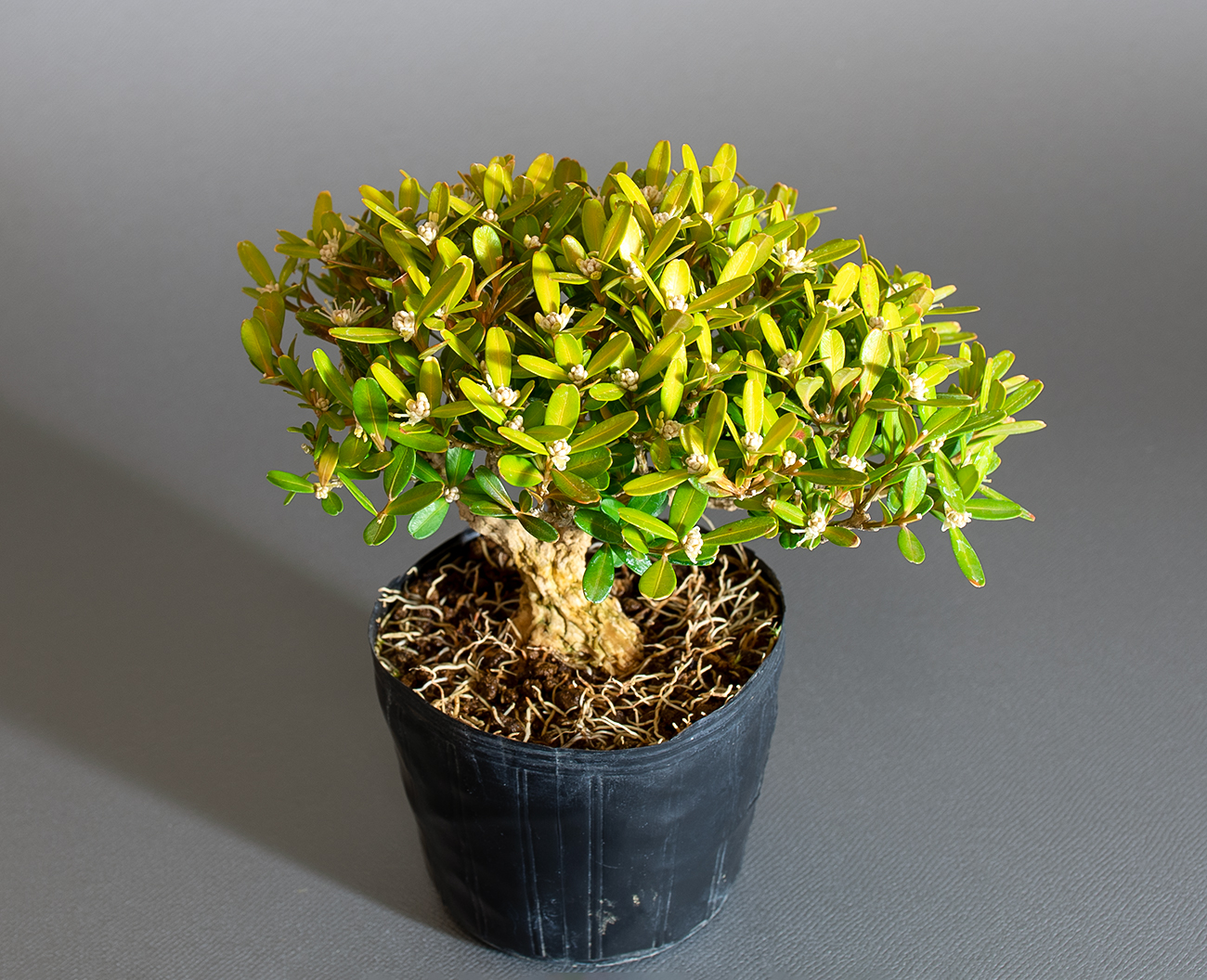 タイワンツゲ-E1（たいわんつげ・台湾黄楊）実もの盆栽の上側から見た景色・Buxus microphylla var.japonica bonsai