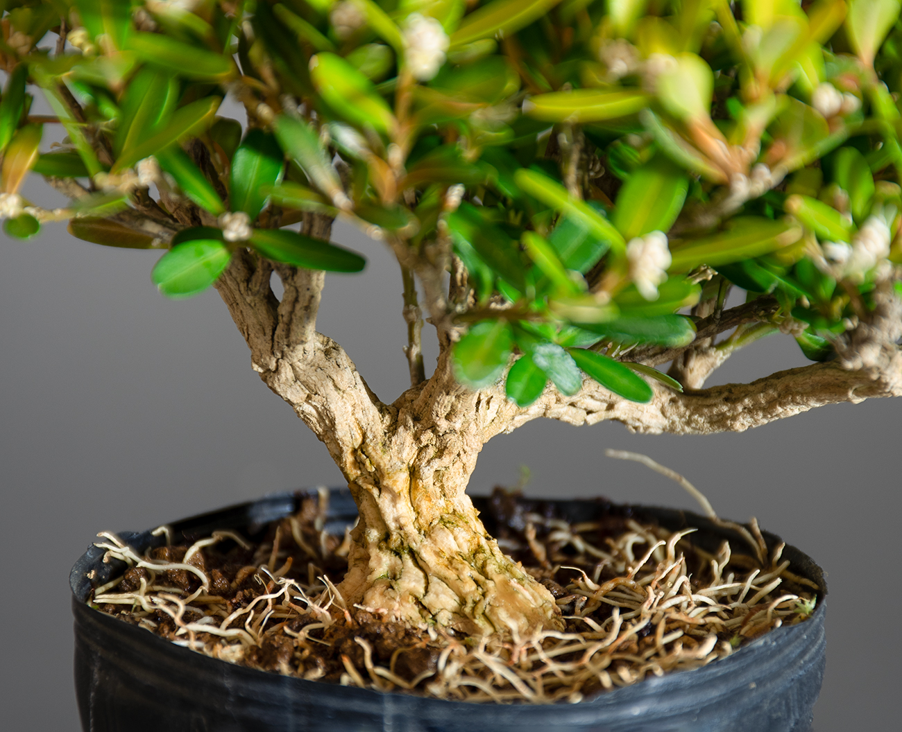 タイワンツゲ-E1（たいわんつげ・台湾黄楊）実もの盆栽を拡大して見た景色・Buxus microphylla var.japonica bonsai