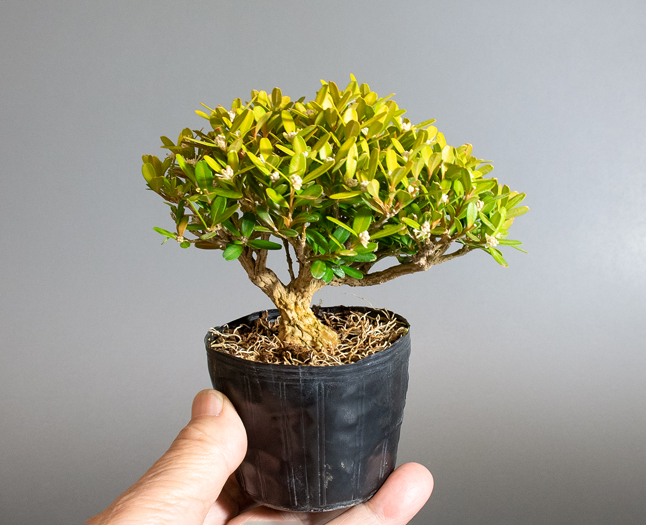 ミニ盆栽・タイワンツゲ-E1（たいわんつげ・台湾黄楊）実もの盆栽の手乗りの景色・Buxus microphylla var.japonica bonsai