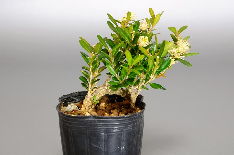 タイワンツゲI（たいわんつげ・台湾黄楊・ツゲ・つげ・柘植）実もの盆栽の販売と育て方・作り方・Buxus microphylla var.japonica bonsai