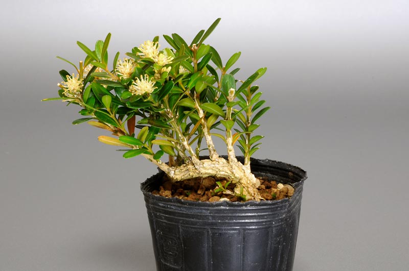 タイワンツゲI（たいわんつげ・台湾黄楊・ツゲ・つげ・柘植）実もの盆栽を裏側から見た景色・Buxus microphylla var.japonica bonsai