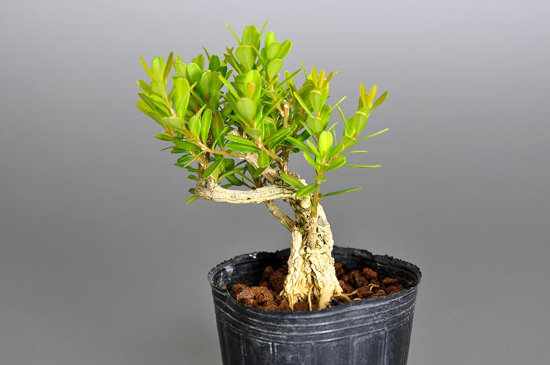 タイワンツゲP（たいわんつげ・台湾黄楊）実もの盆栽の販売と育て方・作り方・Buxus microphylla var.japonica bonsai