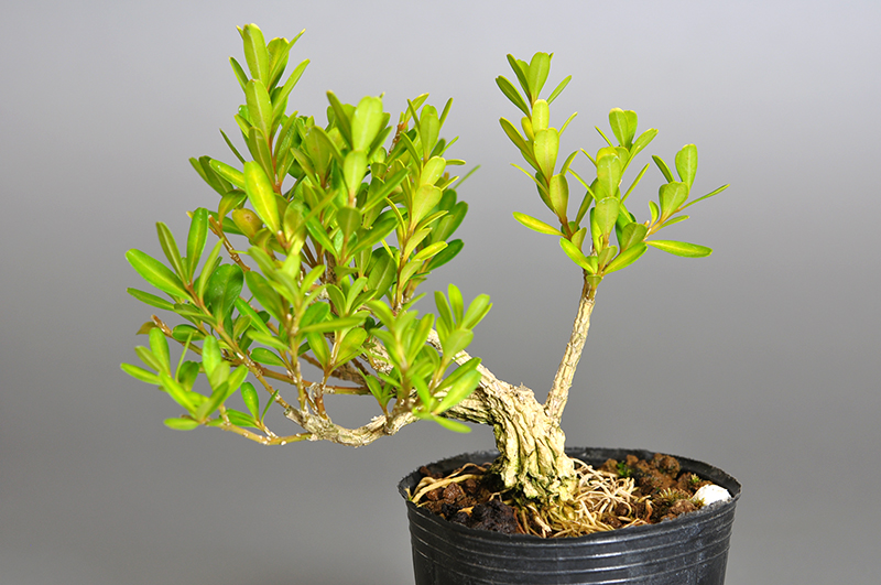 ミニ盆栽・タイワンツゲ-Q-1（たいわんつげ・台湾黄楊・ツゲ・つげ・柘植）実もの盆栽を裏側から見た景色・Buxus microphylla var.japonica bonsai