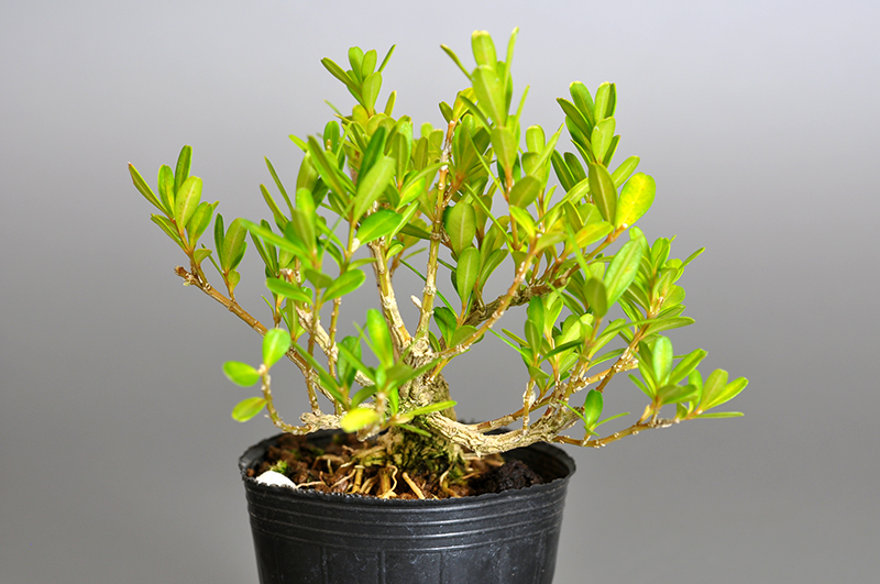 ミニ盆栽・タイワンツゲ-Q-1（たいわんつげ・台湾黄楊・ツゲ・つげ・柘植）実もの盆栽を右側から見た景色・Buxus microphylla var.japonica bonsai