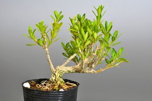 タイワンツゲ-Q（たいわんつげ・台湾黄楊・ツゲ・つげ・柘植）実もの盆栽の成長記録-1・Buxus microphylla var.japonica bonsai
