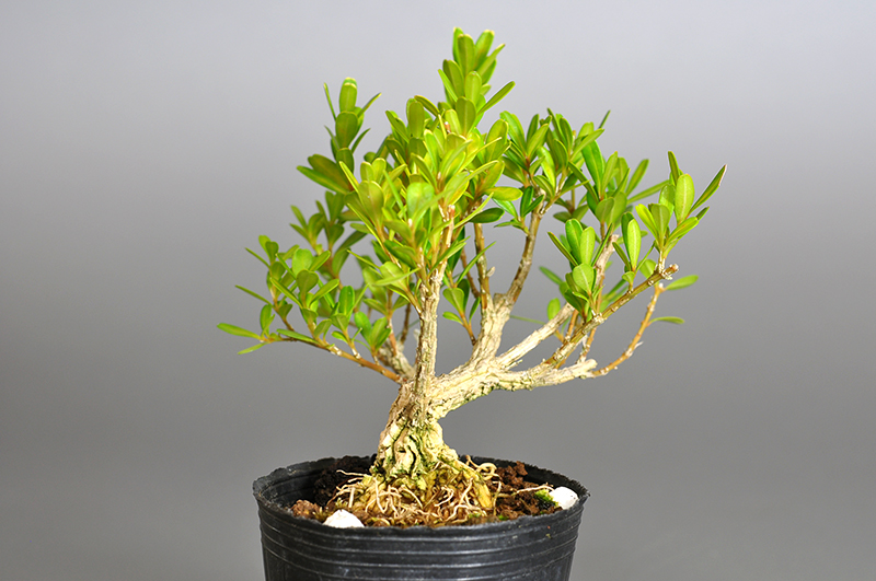 ミニ盆栽・タイワンツゲ-Q-1（たいわんつげ・台湾黄楊・ツゲ・つげ・柘植）実もの盆栽を左側から見た景色・Buxus microphylla var.japonica bonsai
