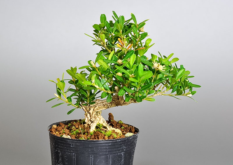 タイワンツゲ-Q（たいわんつげ・台湾黄楊・ツゲ・つげ・柘植）実もの盆栽の販売と育て方・作り方・Buxus microphylla var.japonica bonsai
