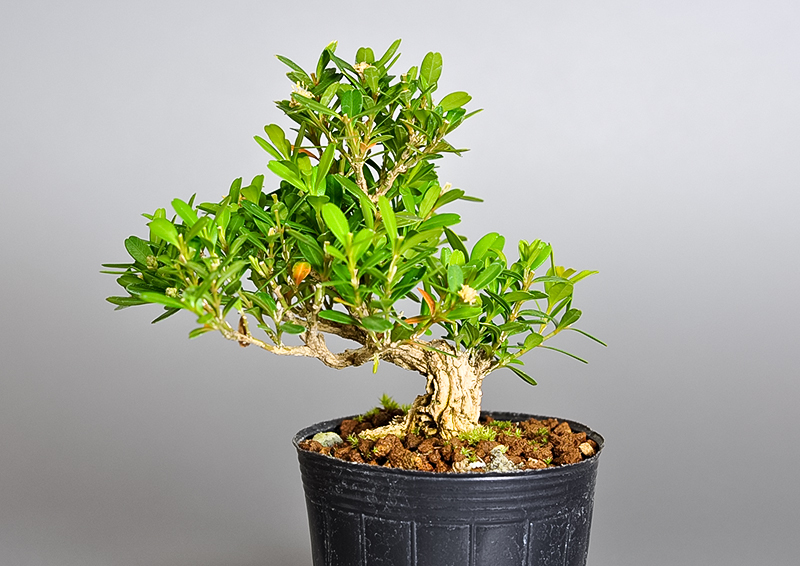 ミニ盆栽・タイワンツゲ-Q（たいわんつげ・台湾黄楊・ツゲ・つげ・柘植）実もの盆栽を裏側から見た景色・Buxus microphylla var.japonica bonsai
