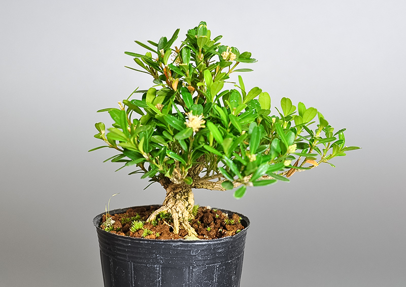 ミニ盆栽・タイワンツゲ-Q（たいわんつげ・台湾黄楊・ツゲ・つげ・柘植）実もの盆栽を右側から見た景色・Buxus microphylla var.japonica bonsai