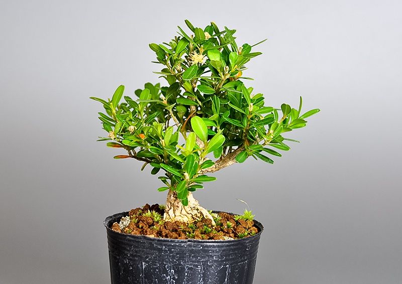 ミニ盆栽・タイワンツゲ-Q（たいわんつげ・台湾黄楊・ツゲ・つげ・柘植）実もの盆栽を左側から見た景色・Buxus microphylla var.japonica bonsai