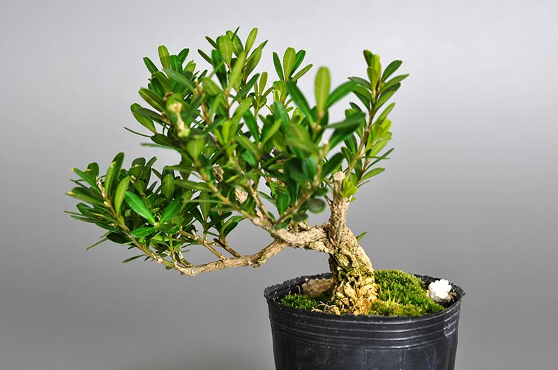 タイワンツゲR（たいわんつげ・台湾黄楊）実もの盆栽の販売と育て方・作り方・Buxus microphylla var.japonica bonsai