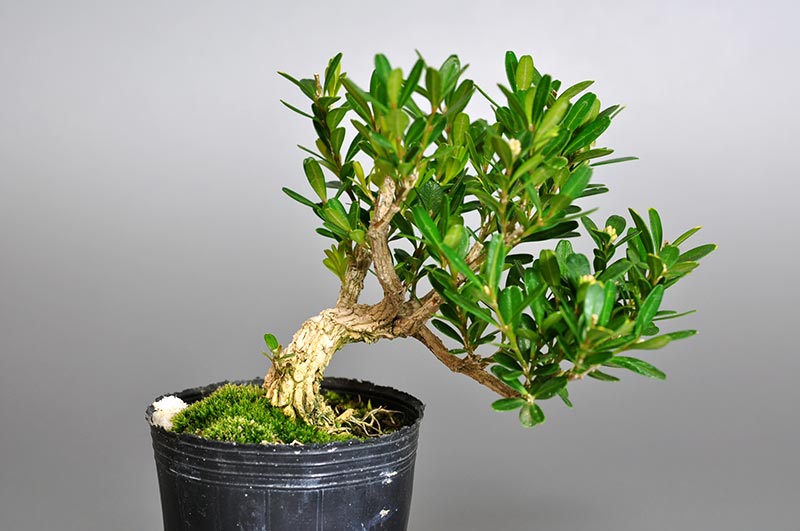 ミニ盆栽・タイワンツゲR（たいわんつげ・台湾黄楊）実もの盆栽を裏側から見た景色・Buxus microphylla var.japonica bonsai