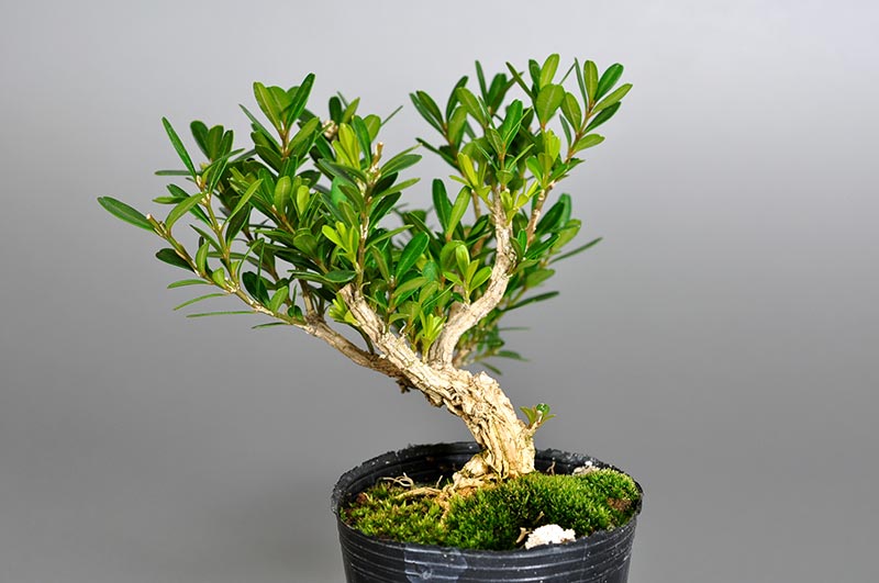 ミニ盆栽・タイワンツゲR（たいわんつげ・台湾黄楊）実もの盆栽を右側から見た景色・Buxus microphylla var.japonica bonsai