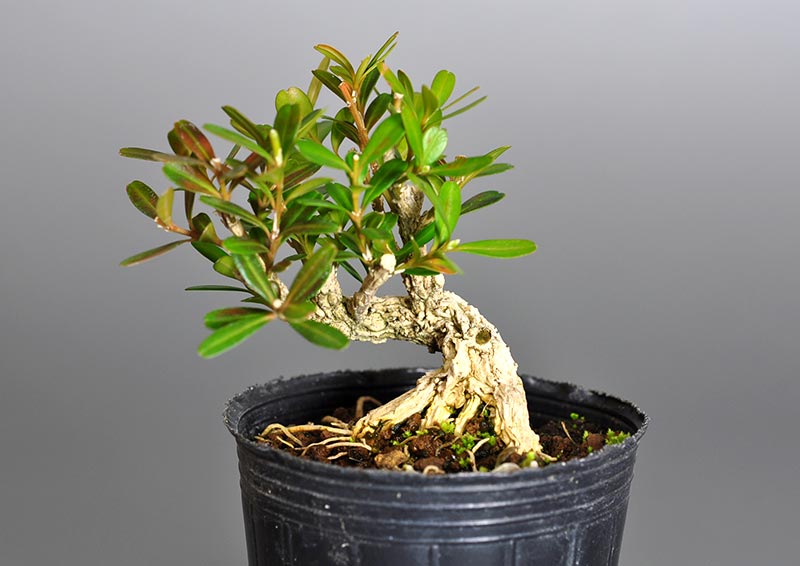 タイワンツゲ-T（たいわんつげ・台湾黄楊）実もの盆栽の販売と育て方・作り方・Buxus microphylla var.japonica bonsai