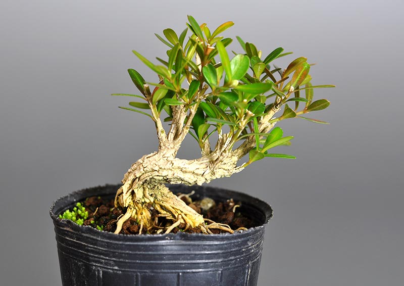 タイワンツゲ-T（たいわんつげ・台湾黄楊）実もの盆栽を裏側から見た景色・Buxus microphylla var.japonica bonsai