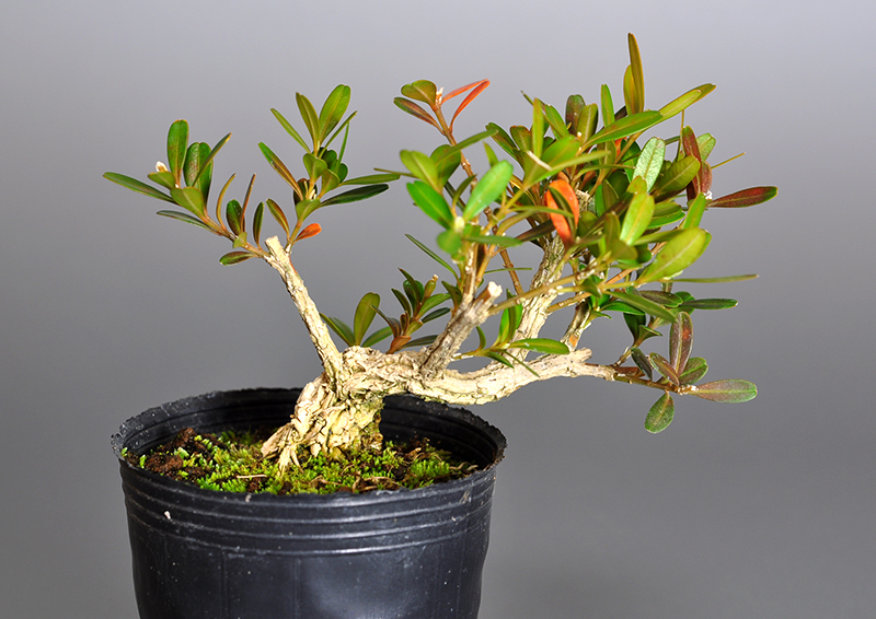 タイワンツゲU（たいわんつげ・台湾黄楊・ツゲ・つげ・柘植）実もの盆栽の販売と育て方・作り方・Buxus microphylla var.japonica bonsai