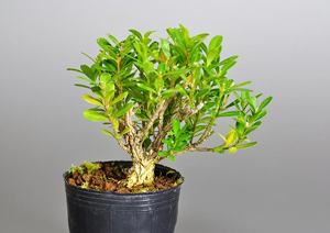 タイワンツゲ-X（たいわんつげ・台湾黄楊・ツゲ・つげ・柘植）実もの盆栽の成長記録-1・Buxus microphylla var.japonica bonsai