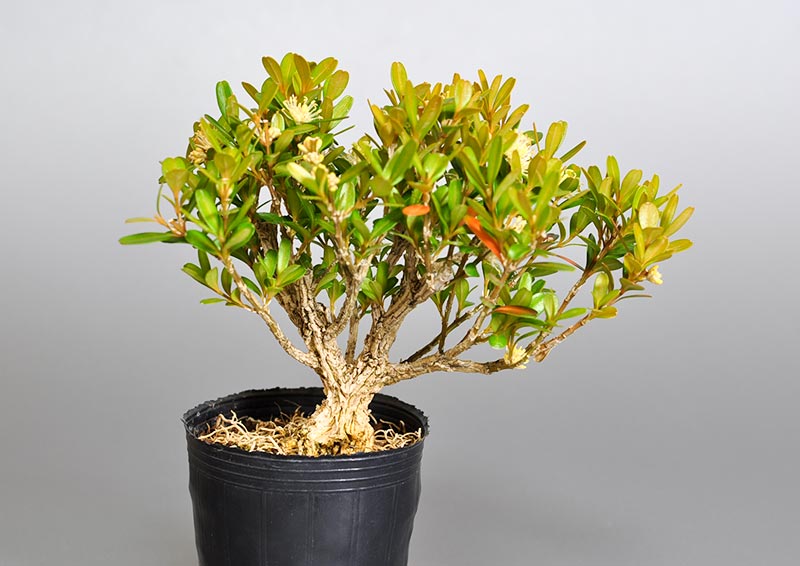 タイワンツゲ-X（たいわんつげ・台湾黄楊・ツゲ・つげ・柘植）実もの盆栽の販売と育て方・作り方・Buxus microphylla var.japonica bonsai