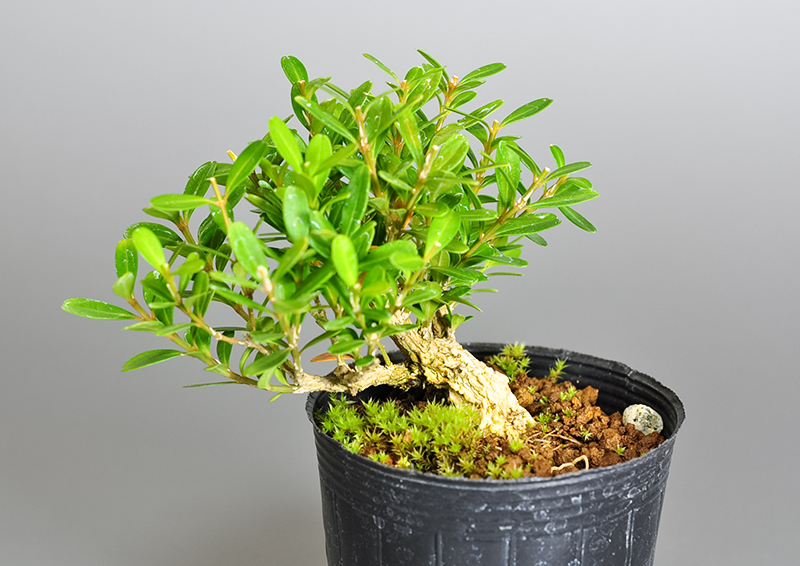 タイワンツゲ-Y（たいわんつげ・台湾黄楊）実もの盆栽の販売と育て方・作り方・Buxus microphylla var.japonica bonsai