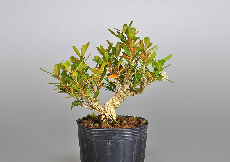 タイワンツゲ-Z（たいわんつげ・台湾黄楊）実もの盆栽の販売と育て方・作り方・Buxus microphylla var.japonica bonsai