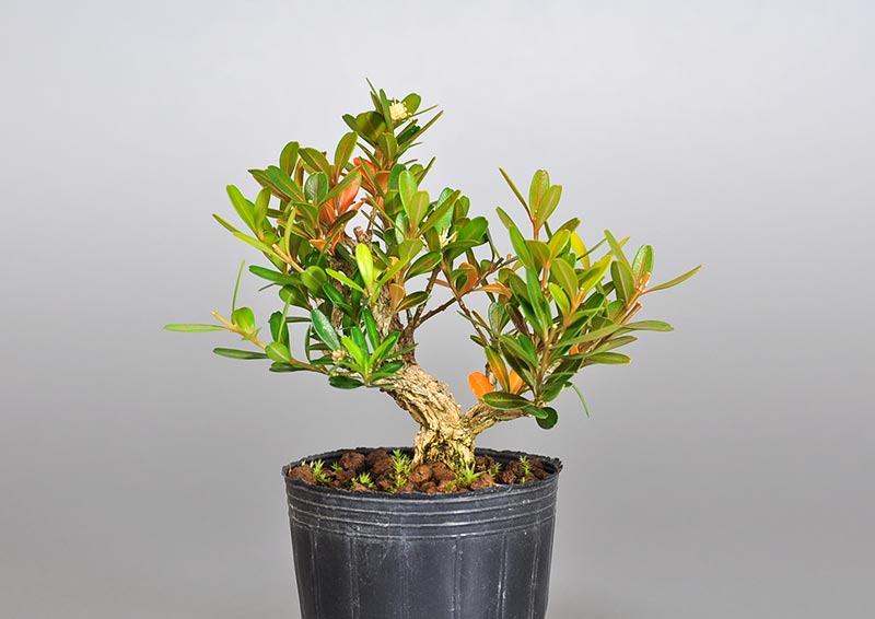 タイワンツゲ-Z（たいわんつげ・台湾黄楊）実もの盆栽を裏側から見た景色・Buxus microphylla var.japonica bonsai