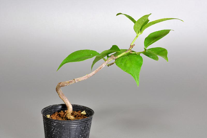 ツリバナ-C1（つりばな・吊花）実もの盆栽の販売と育て方・作り方・Euonymus oxyphyllus bonsai bonsai