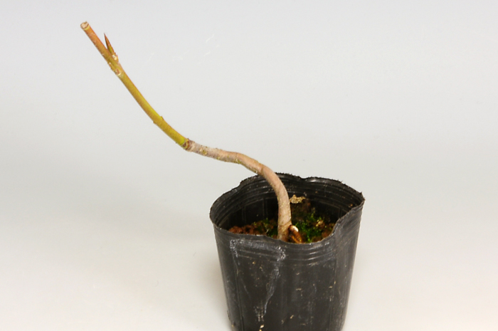 ツリバナ-E（つりばな・吊花）実もの盆栽の販売と育て方・作り方・Euonymus oxyphyllus bonsai