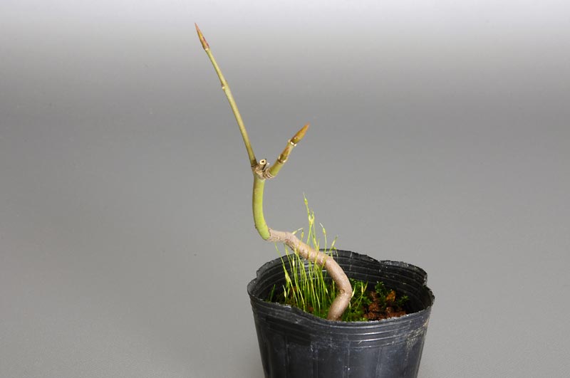 ツリバナ-V（つりばな・吊花）実もの盆栽の販売と育て方・作り方・Euonymus oxyphyllus bonsai