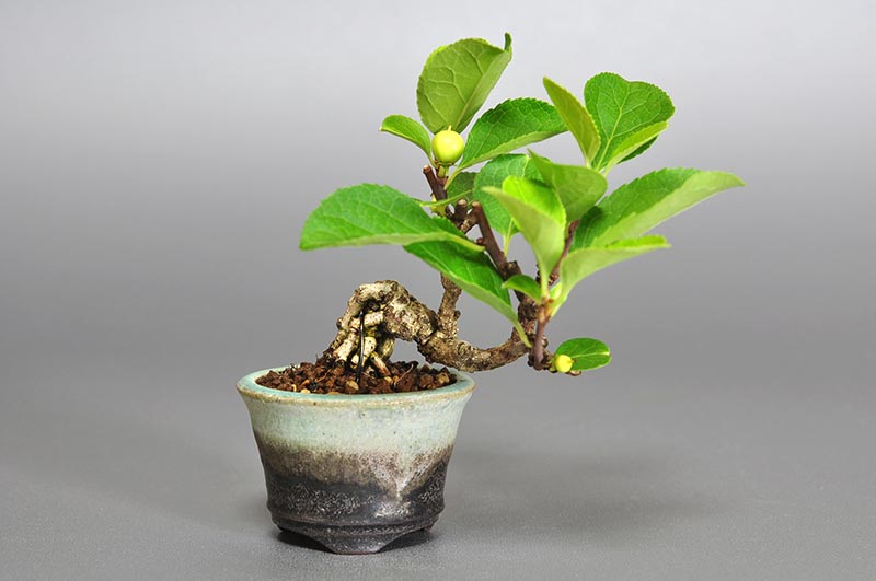 ツルウメモドキ-M1（つるうめもどき・蔓梅擬）実もの盆栽の販売と育て方・作り方・Celastrus orbiculatus bonsai