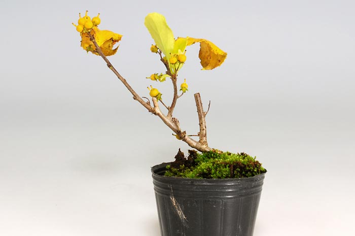 ツルウメモドキO（つるうめもどき・蔓梅擬）ミニ盆栽の販売と育て方・作り方・Celastrus orbiculatus bonsai