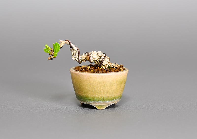 ツルウメモドキ盆栽（つるうめもどき・蔓梅擬）ミニ盆栽の今と過去の成長記録と育て方・手入れ・剪定・植え替え・Celastrus orbiculatus bonsai photo