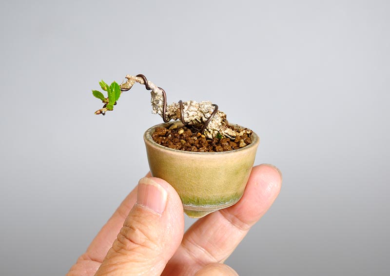 ツルウメモドキ-P1（つるうめもどき・蔓梅擬）実もの盆栽の手乗りの景色・Celastrus orbiculatus bonsai