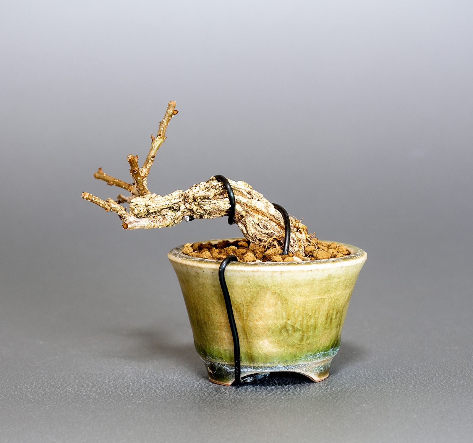 ツルウメモドキ-S1（つるうめもどき・蔓梅擬）実もの盆栽を裏側から見た景色・Celastrus orbiculatus bonsai