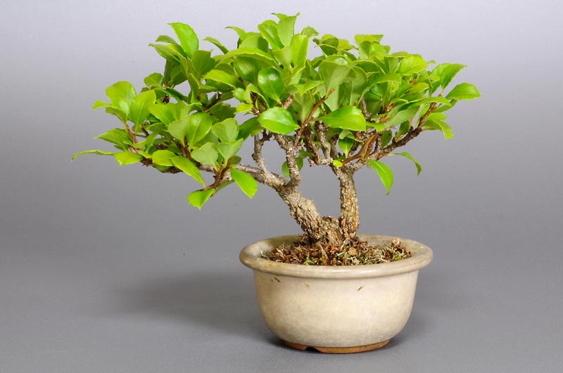 ツルウメモドキX（つるうめもどき・蔓梅擬）実もの盆栽の販売と育て方・作り方・Celastrus orbiculatus bonsai
